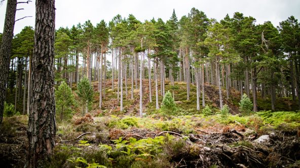 Native woodland in the Cairngorms